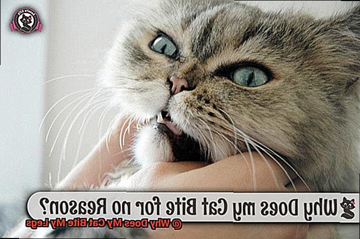 Why Does My Cat Bite My Legs-7