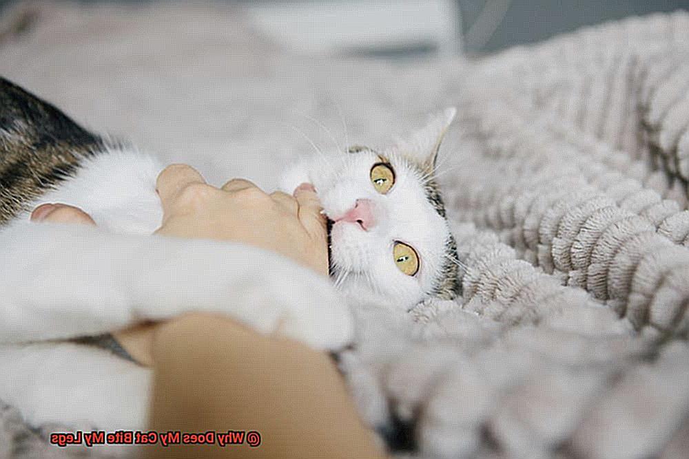 Why Does My Cat Bite My Legs-4