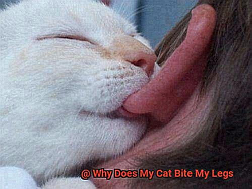 Why Does My Cat Bite My Legs-5