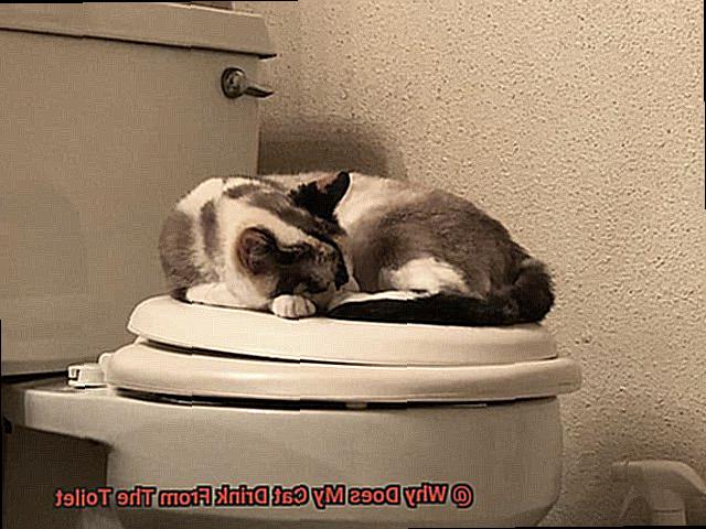 Why Does My Cat Drink From The Toilet-4