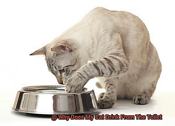 Why Does My Cat Drink From The Toilet-3