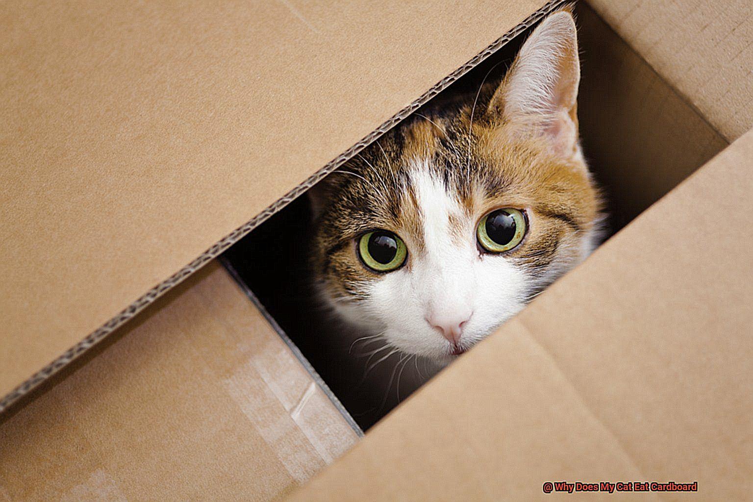 why-does-my-cat-eat-cardboard-21cats