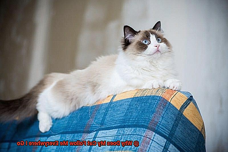 Why Does My Cat Follow Me Everywhere I Go-4