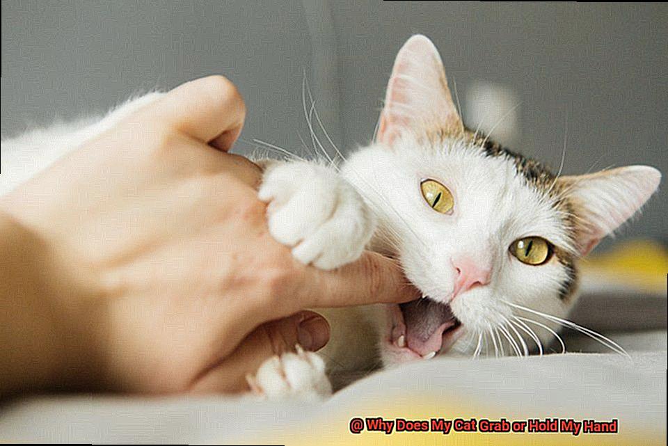 Why Does My Cat Grab or Hold My Hand-2