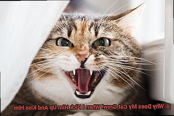 Why Does My Cat Growl When I Pick Him Up And Kiss Him-6