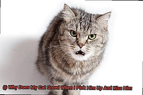 Why Does My Cat Growl When I Pick Him Up And Kiss Him-5