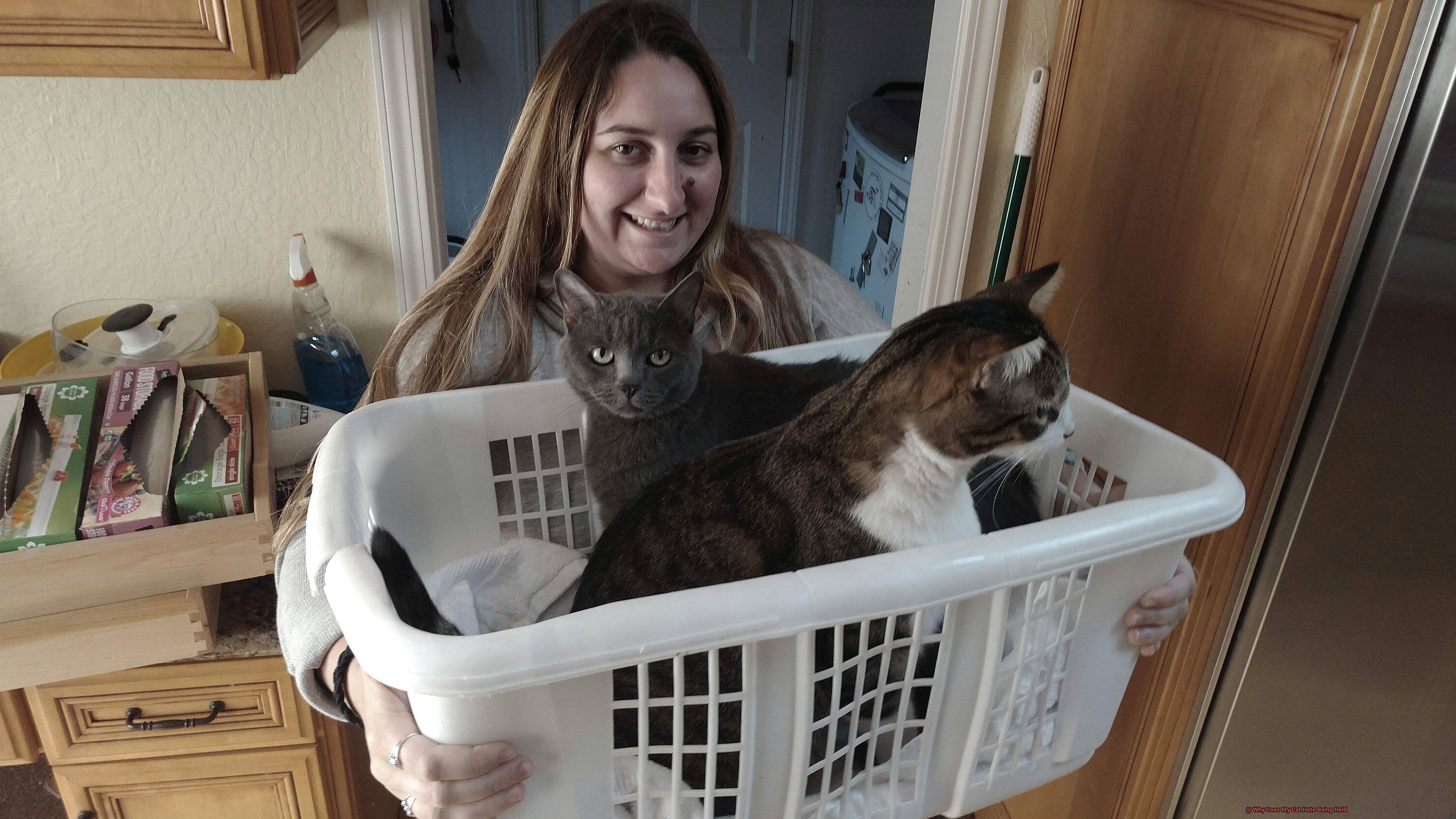 Why Does My Cat Hate Being Held-2