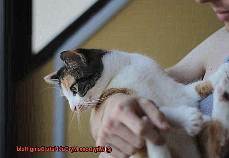 Why Does My Cat Hate Being Held-3