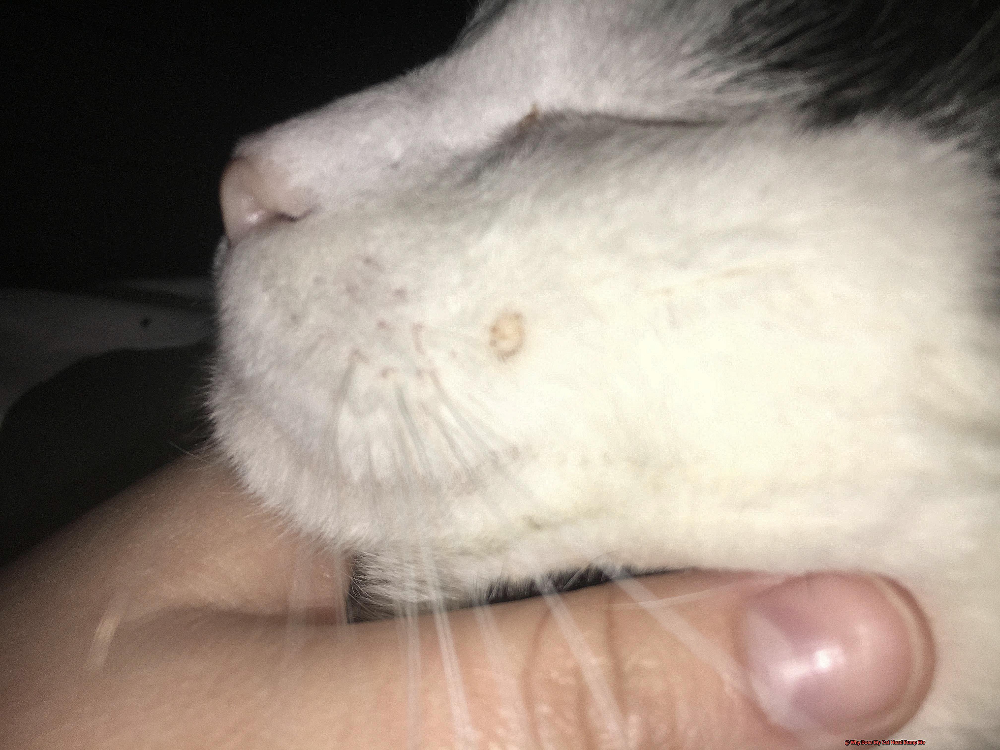 Why Does My Cat Head Bump Me-2
