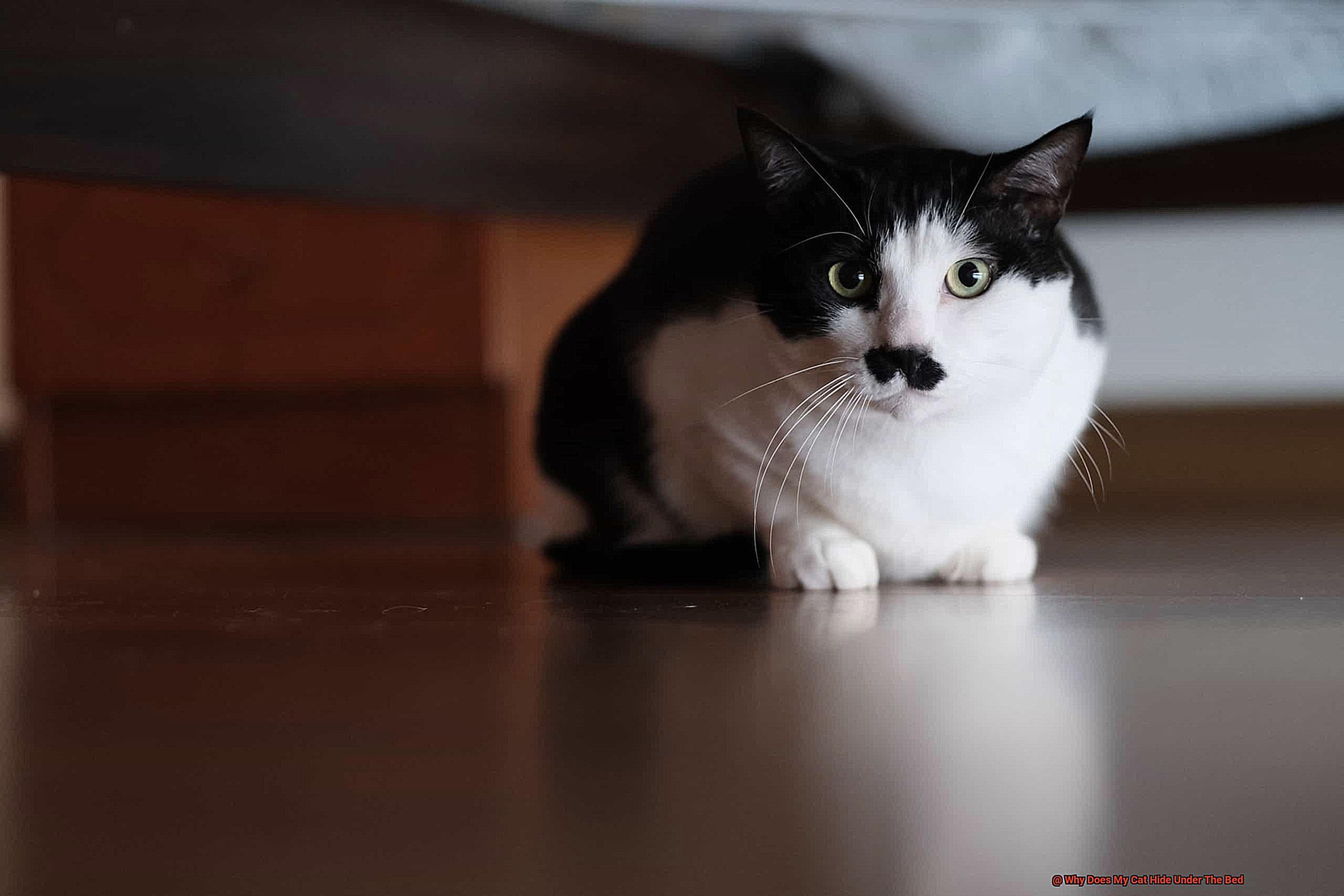 Why Does My Cat Hide Under The Bed-3