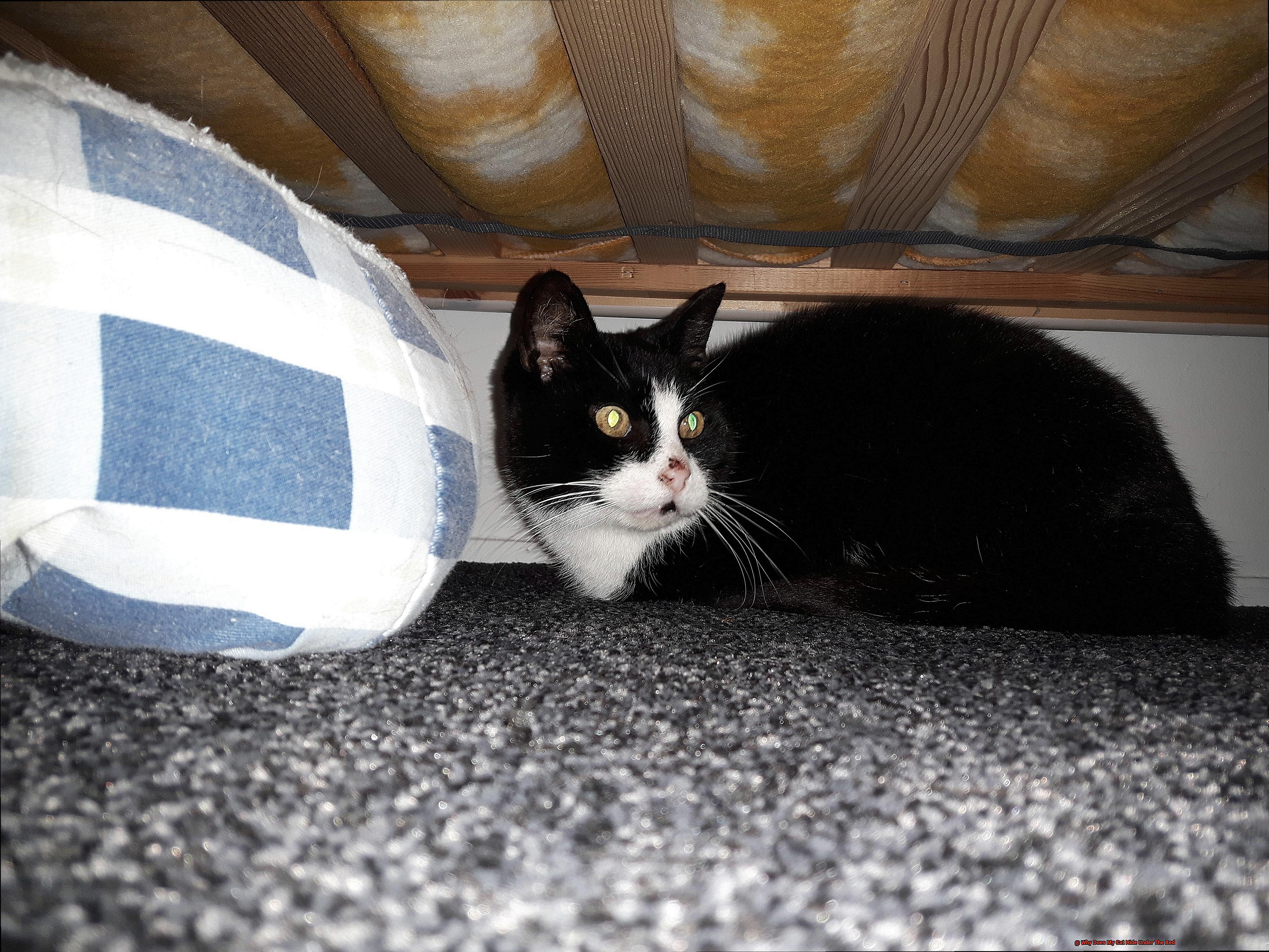 Why Does My Cat Hide Under The Bed-7