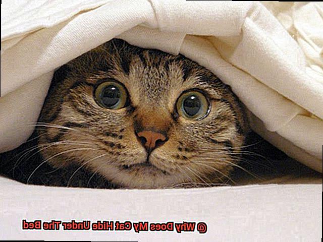 Why Does My Cat Hide Under The Bed-6
