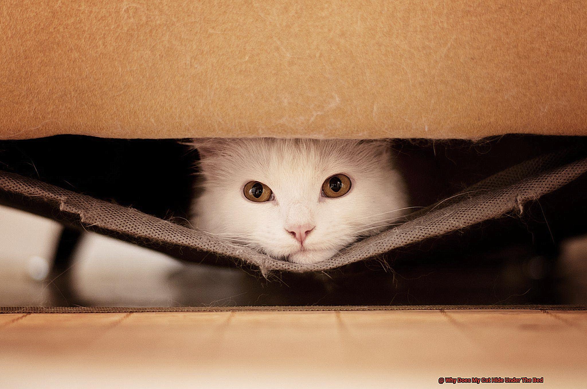 Why Does My Cat Hide Under The Bed-8