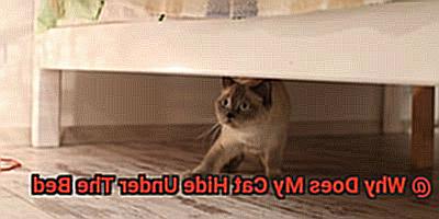 Why Does My Cat Hide Under The Bed-2