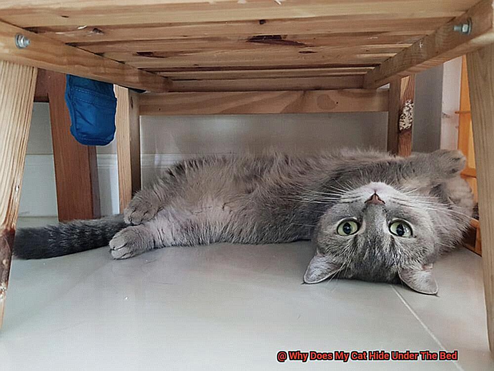Why Does My Cat Hide Under The Bed-5