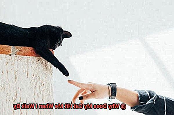 Why Does My Cat Hit Me When I Walk By-4