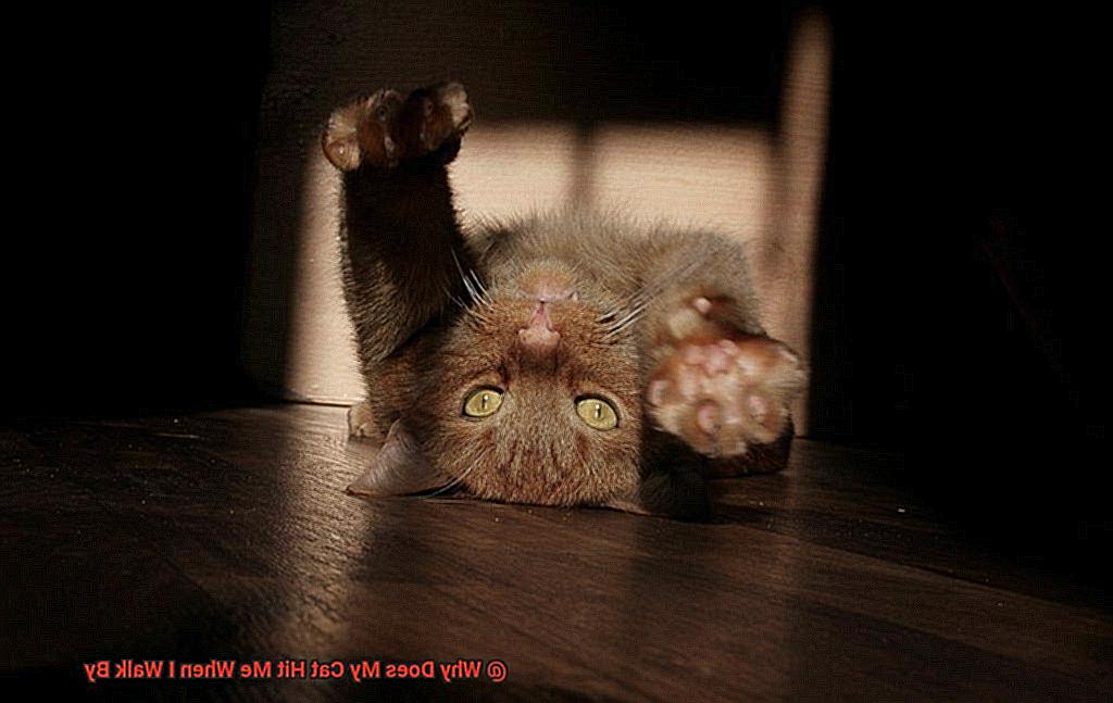 Why Does My Cat Hit Me When I Walk By-3
