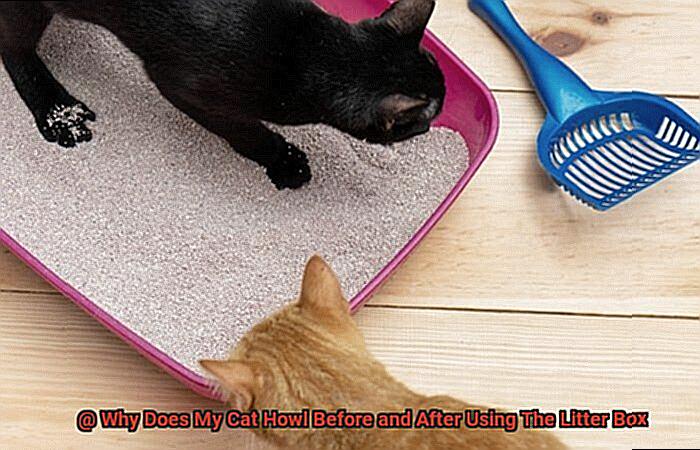 Why Does My Cat Howl Before and After Using The Litter Box 486d567e98