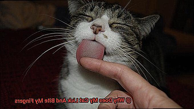 Why Does My Cat Lick And Bite My Fingers-5