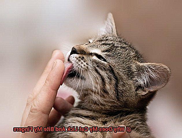 Why Does My Cat Lick And Bite My Fingers-2