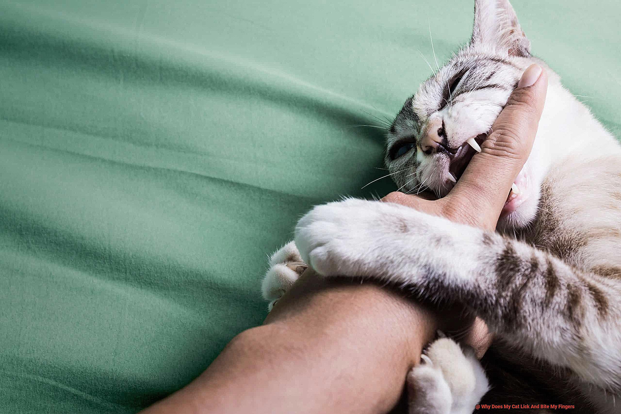 Why Does My Cat Lick And Bite My Fingers-3