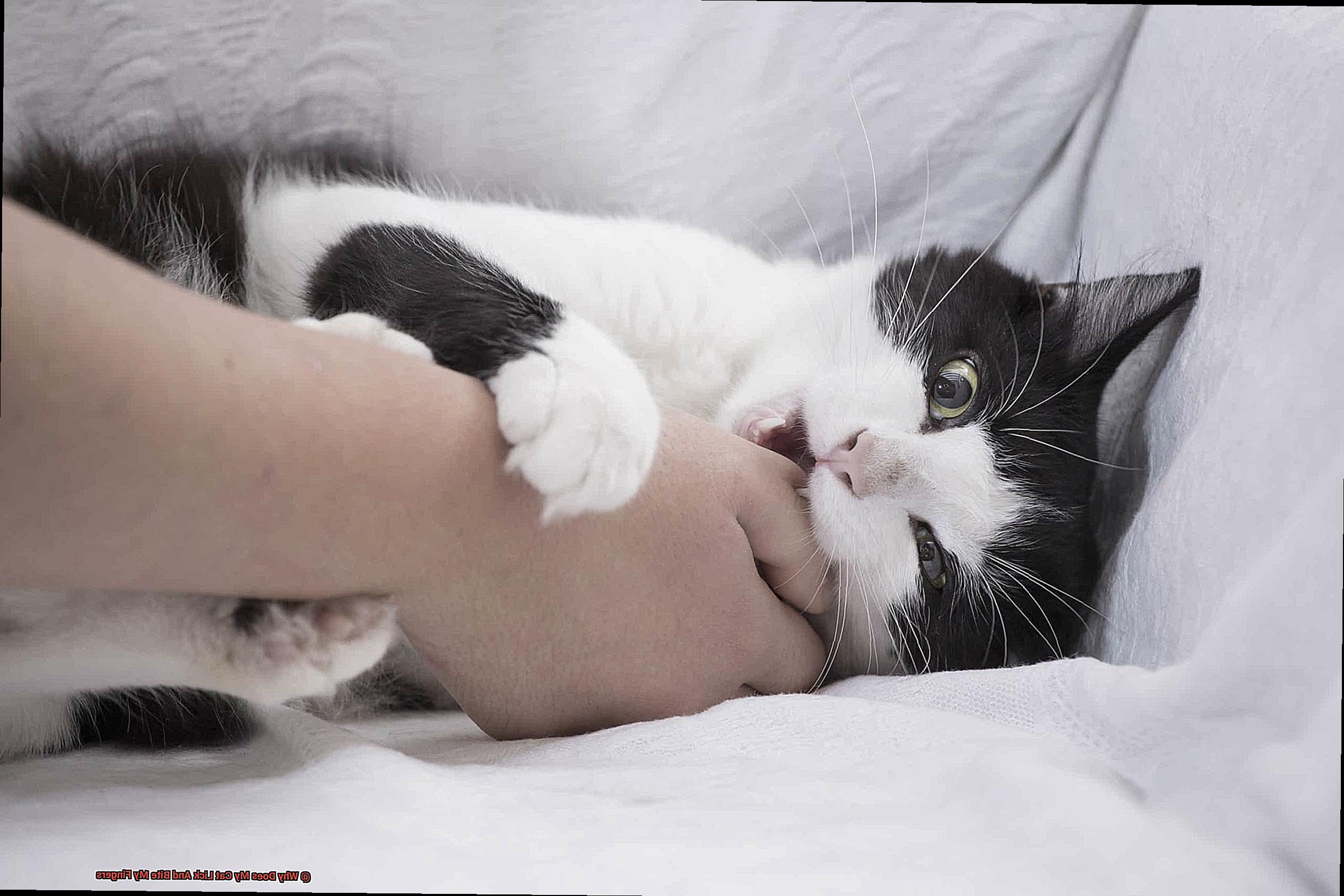 Why Does My Cat Lick And Bite My Fingers-7