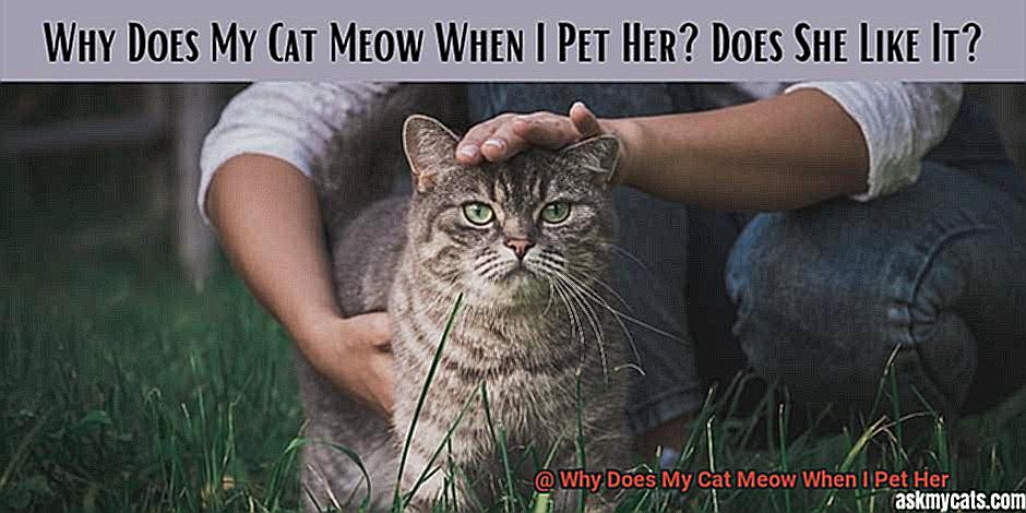 Why Does My Cat Meow When I Pet Her-4