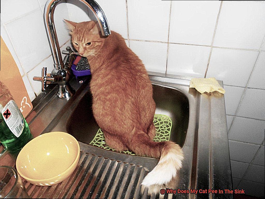 Why Does My Cat Pee In The Sink-5