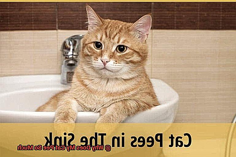 Why Does My Cat Pee So Much-4