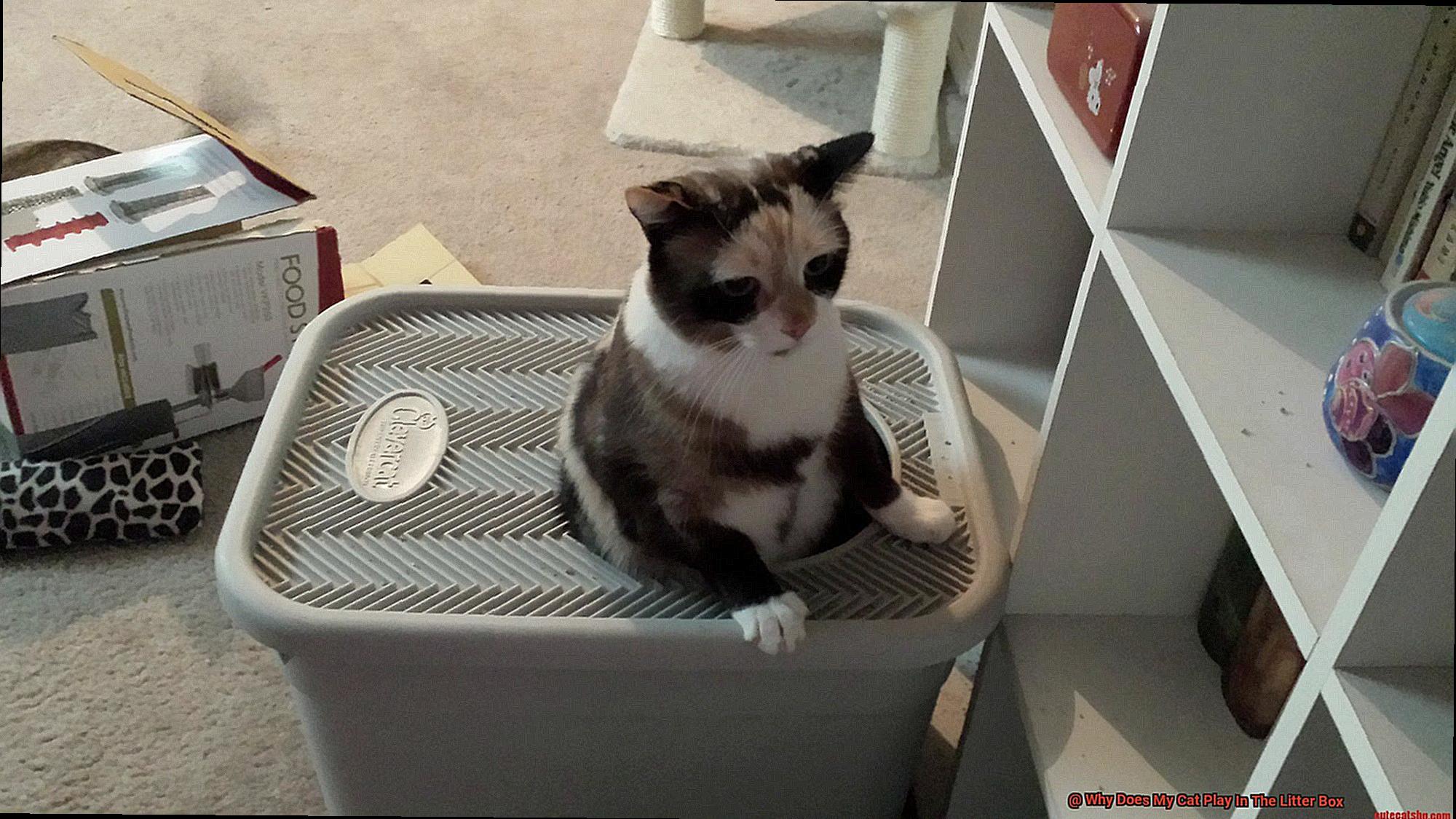 Why Does My Cat Play In The Litter Box-4