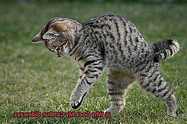 Why Does My Cat Run Sideways-2