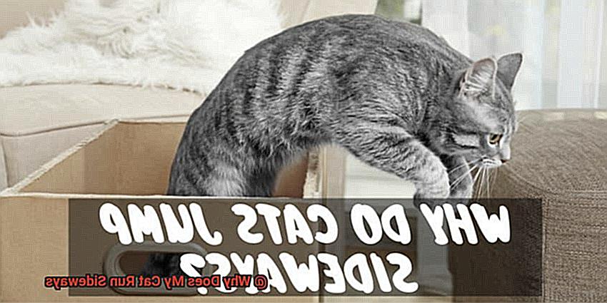 Why Does My Cat Run Sideways-4