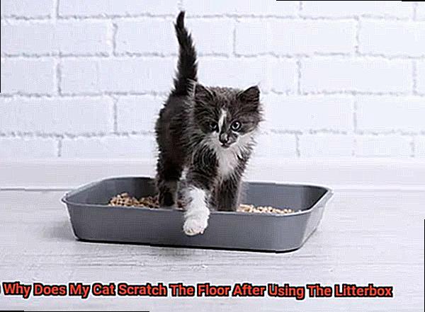Why Does My Cat Scratch The Floor After Using The Litterbox-2