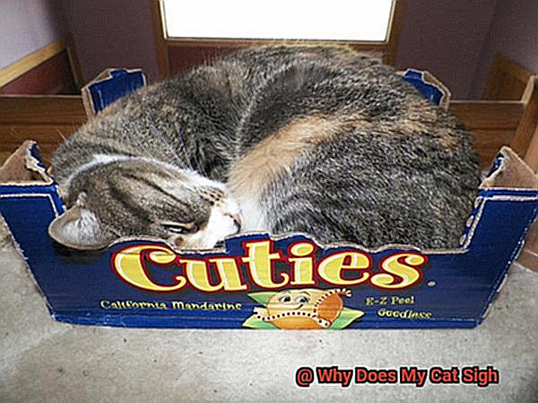 Why Does My Cat Sigh-3