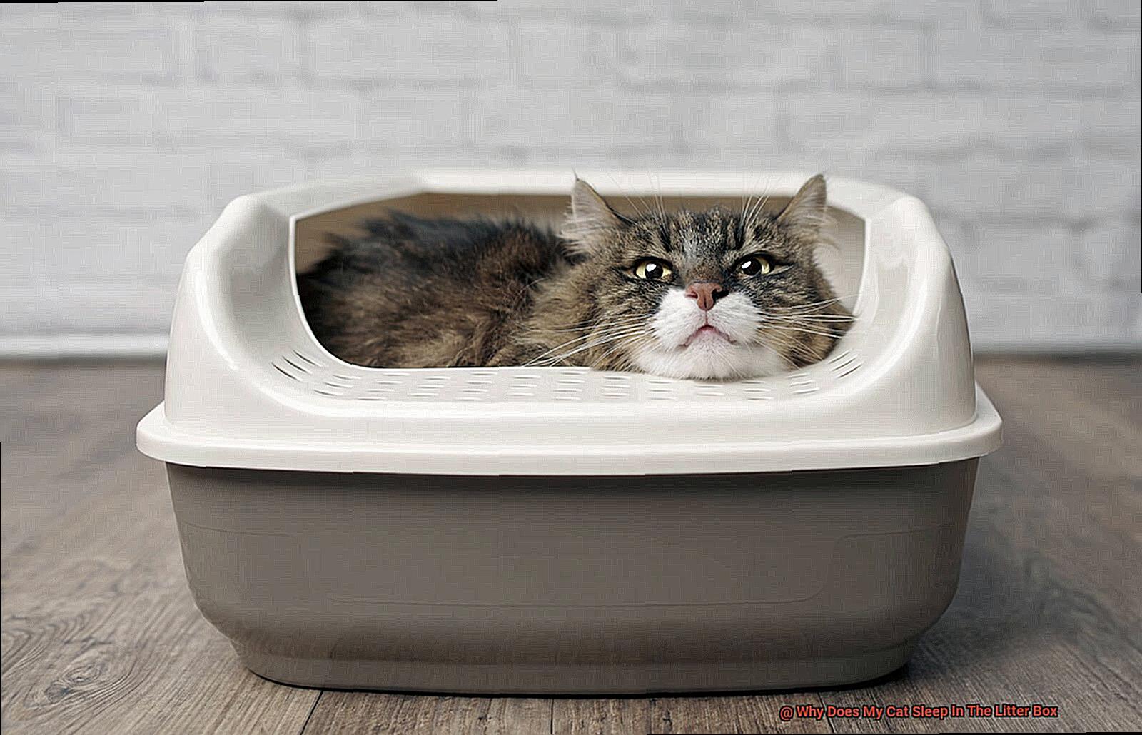 Why Does My Cat Sleep In The Litter Box-3
