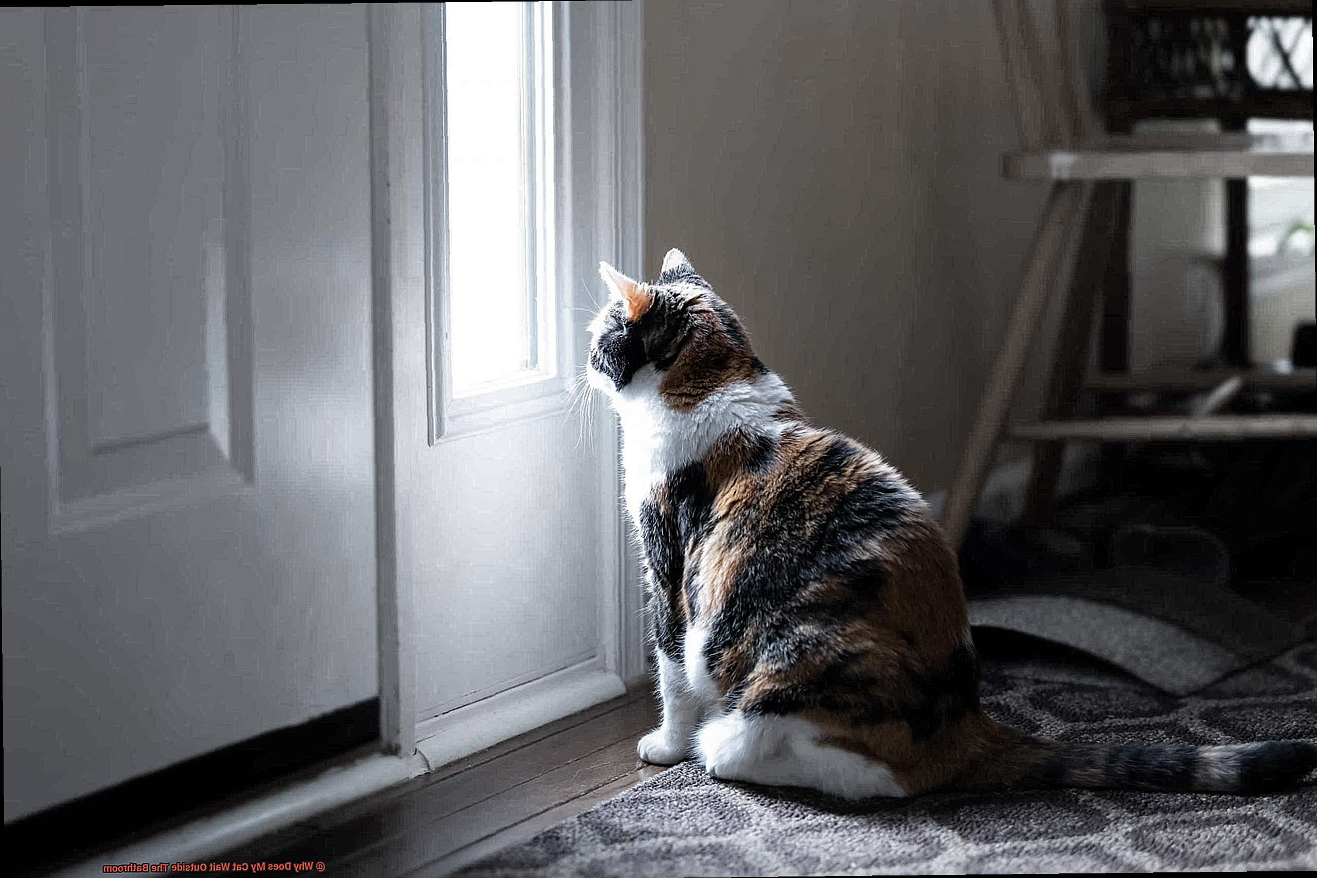 Why Does My Cat Wait Outside The Bathroom-4
