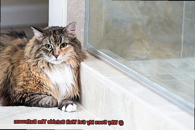 Why Does My Cat Wait Outside The Bathroom-3