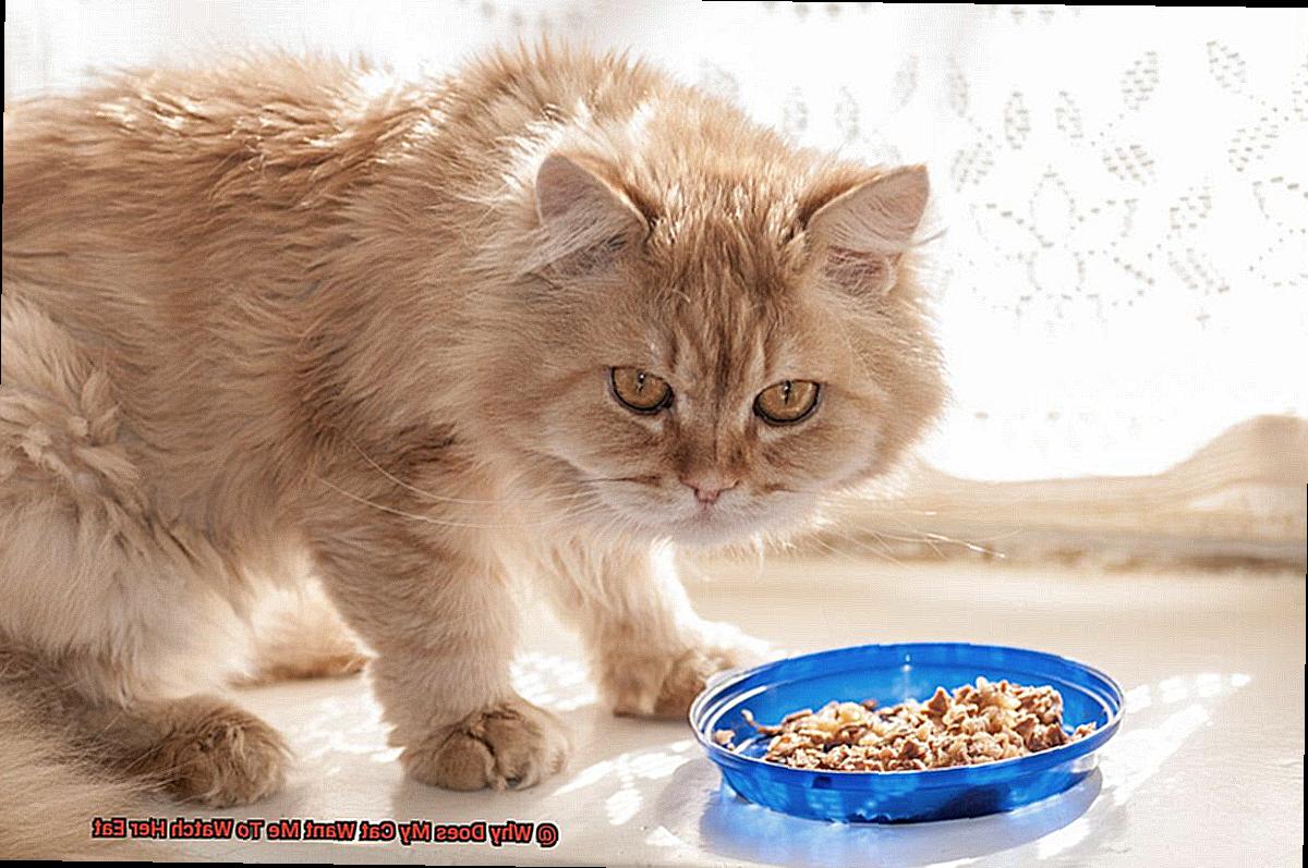 Why Does My Cat Want Me To Watch Her Eat-3