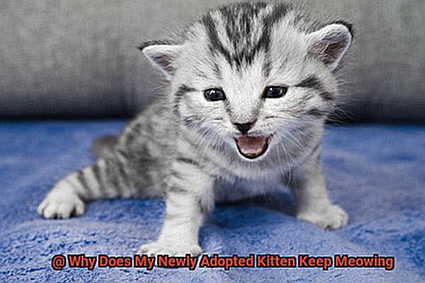 Why Does My Newly Adopted Kitten Keep Meowing-7