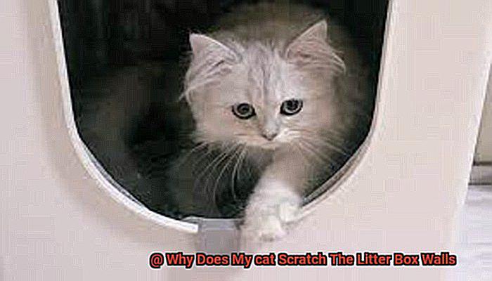 Why Does My cat Scratch The Litter Box Walls-2