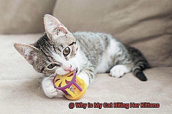 Why Is My Cat Biting Her Kittens-3