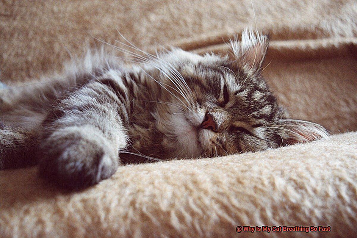 Why Is My Cat Breathing So Fast?