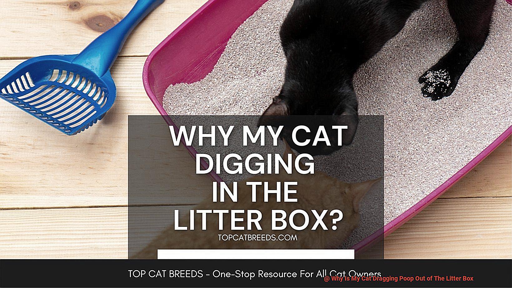 Why Is My Cat Dragging Poop Out of The Litter Box-11