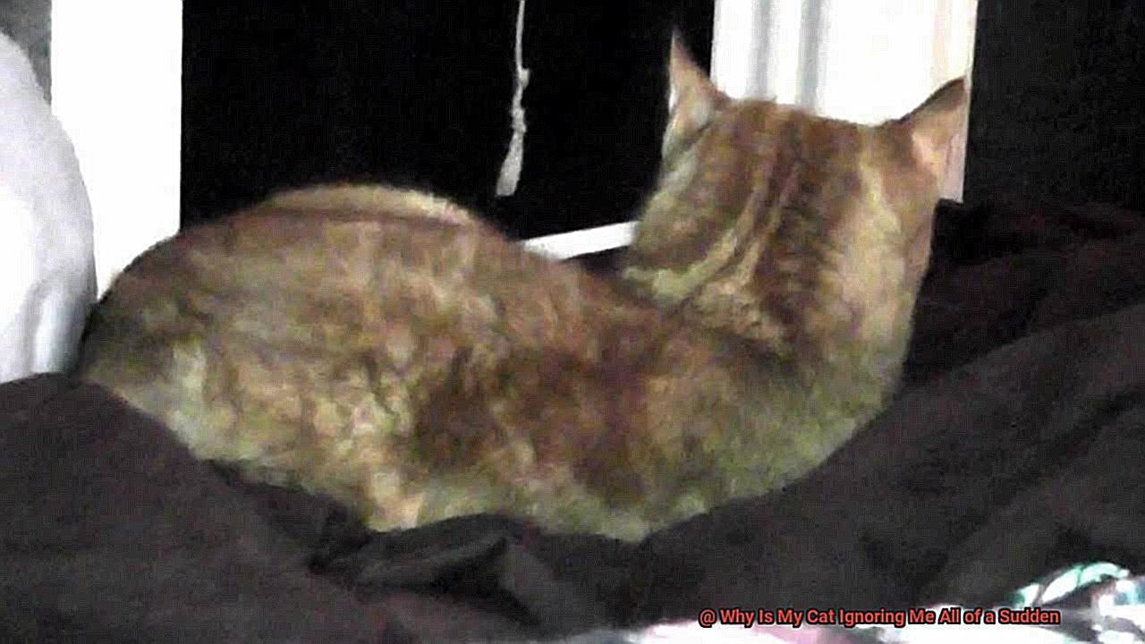 Why Is My Cat Ignoring Me All of a Sudden-5