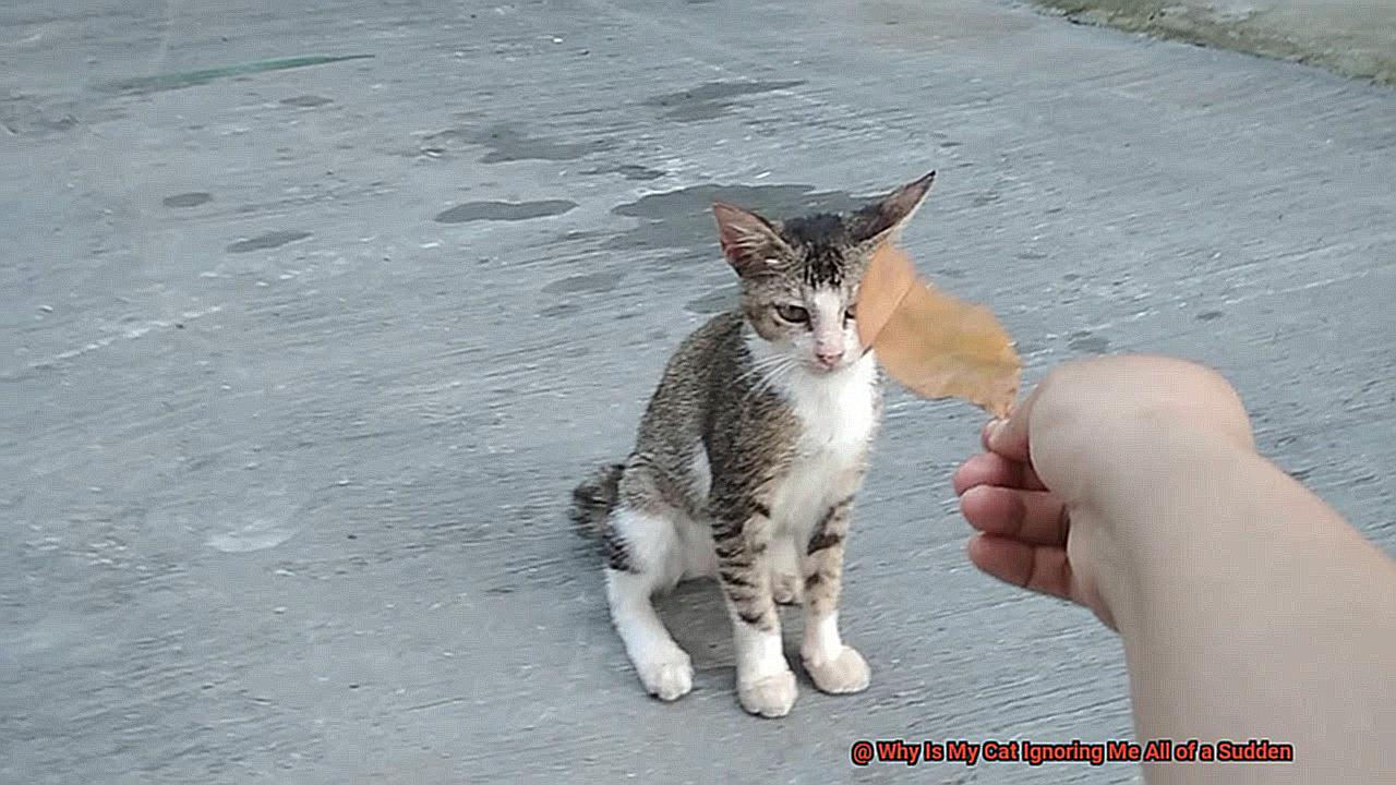 Why Is My Cat Ignoring Me All of a Sudden-8