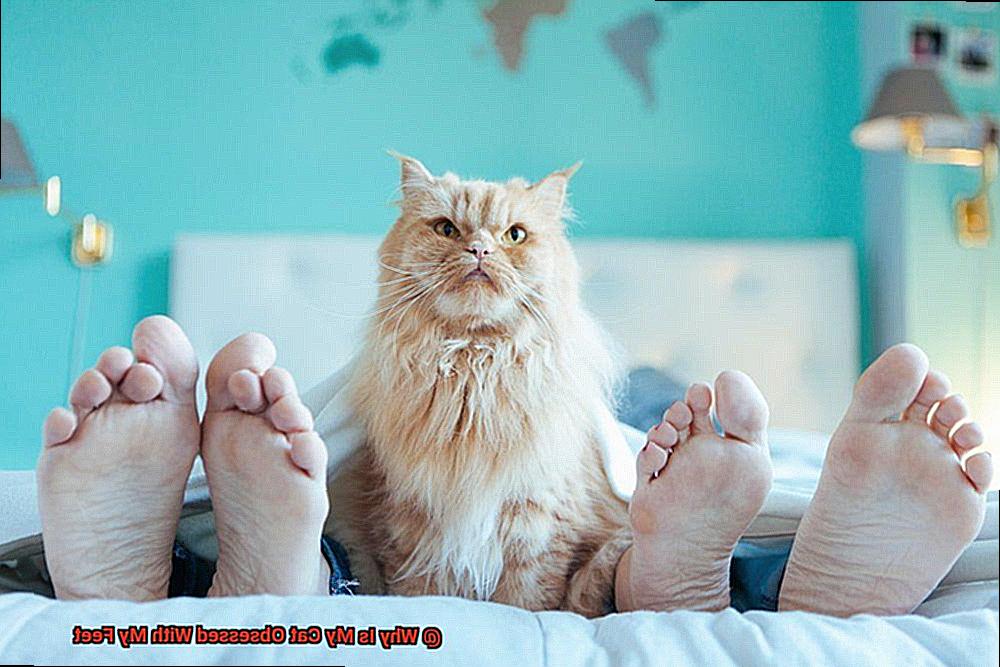 Why Is My Cat Obsessed With My Feet-4