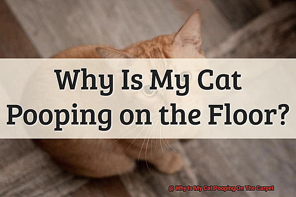 Why Is My Cat Pooping On The Carpet?