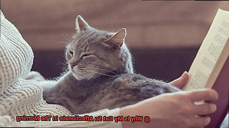 Why Is My Cat So Affectionate In The Morning-4