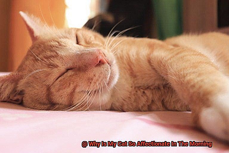 Why Is My Cat So Affectionate In The Morning-3