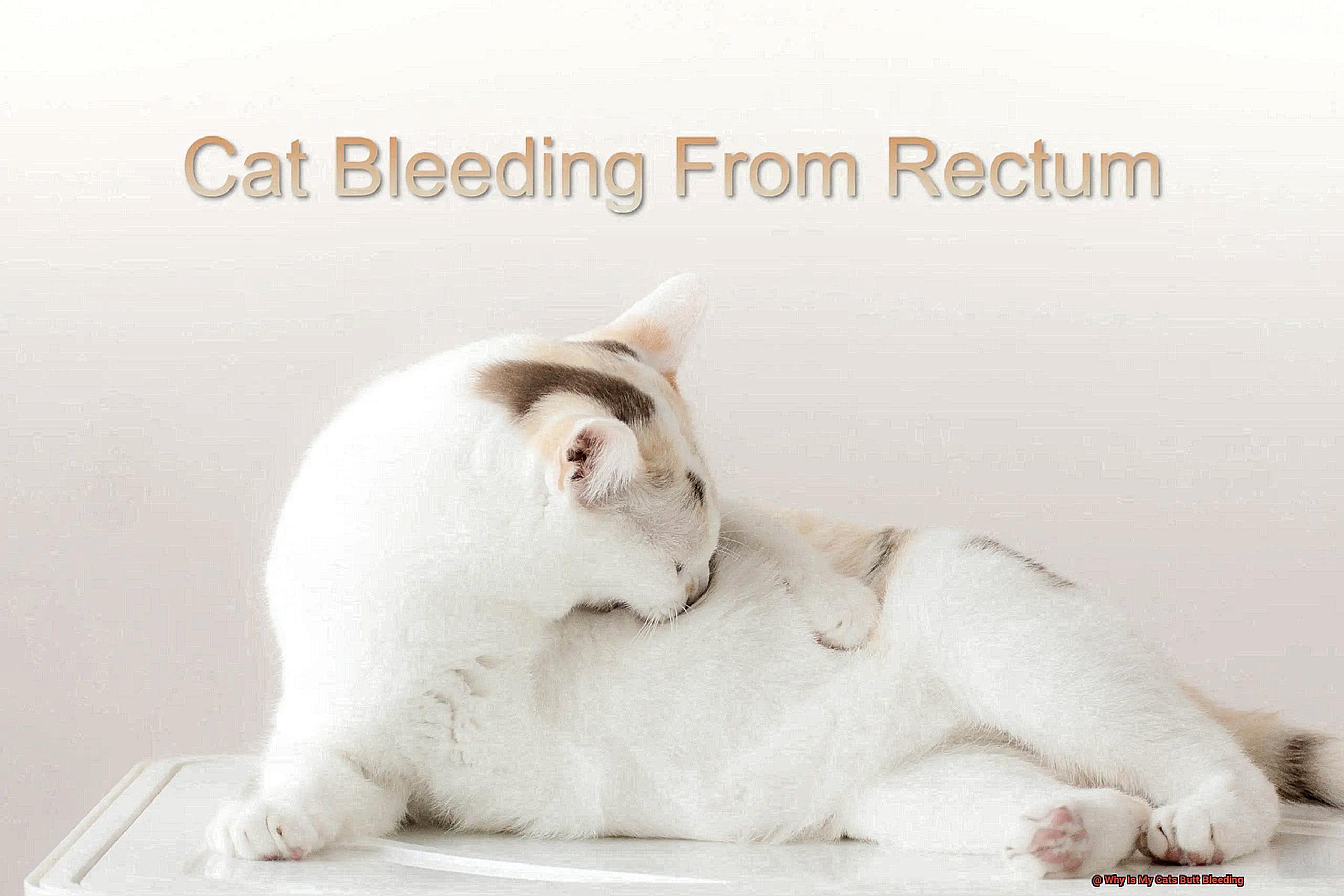 Why Is My Cats Butt Bleeding-4